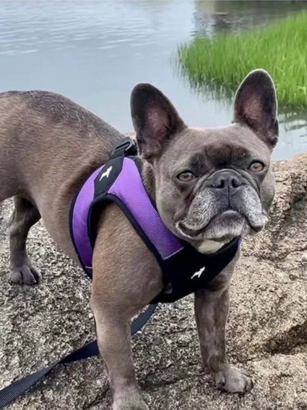 Puppy No-Pull Purple Dog Harness – Comfortable Adjustable Fit